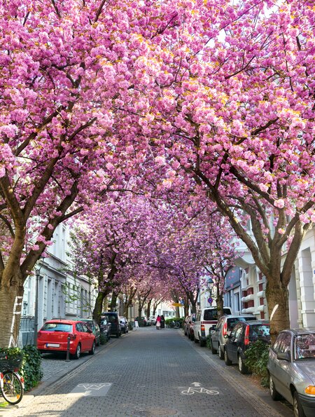 Blick auf eine Straße in Bonn voller blühender Kirschbäume | © Gettyimages.com/Kusska