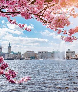 Blick auf die Außenalster in Hamburg, umrahmt von blühenden Kirschbaum an schönen sonnigen Tag im Frühling | © Gettyimages.com/Christian Horz
