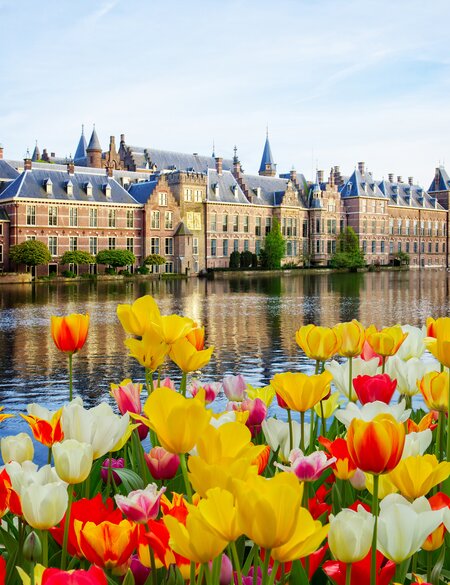 Niederländische Parlament mit Tulpen im Vordergrund, Den Haag | © Gettyimages.com/neirfy