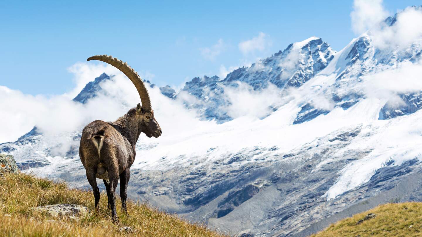 Wilde Steinböcke in den italienischen Alpen. Gran-Paradiso-Nationalpark, Italien | © Gettyimages.com/ueuaphoto